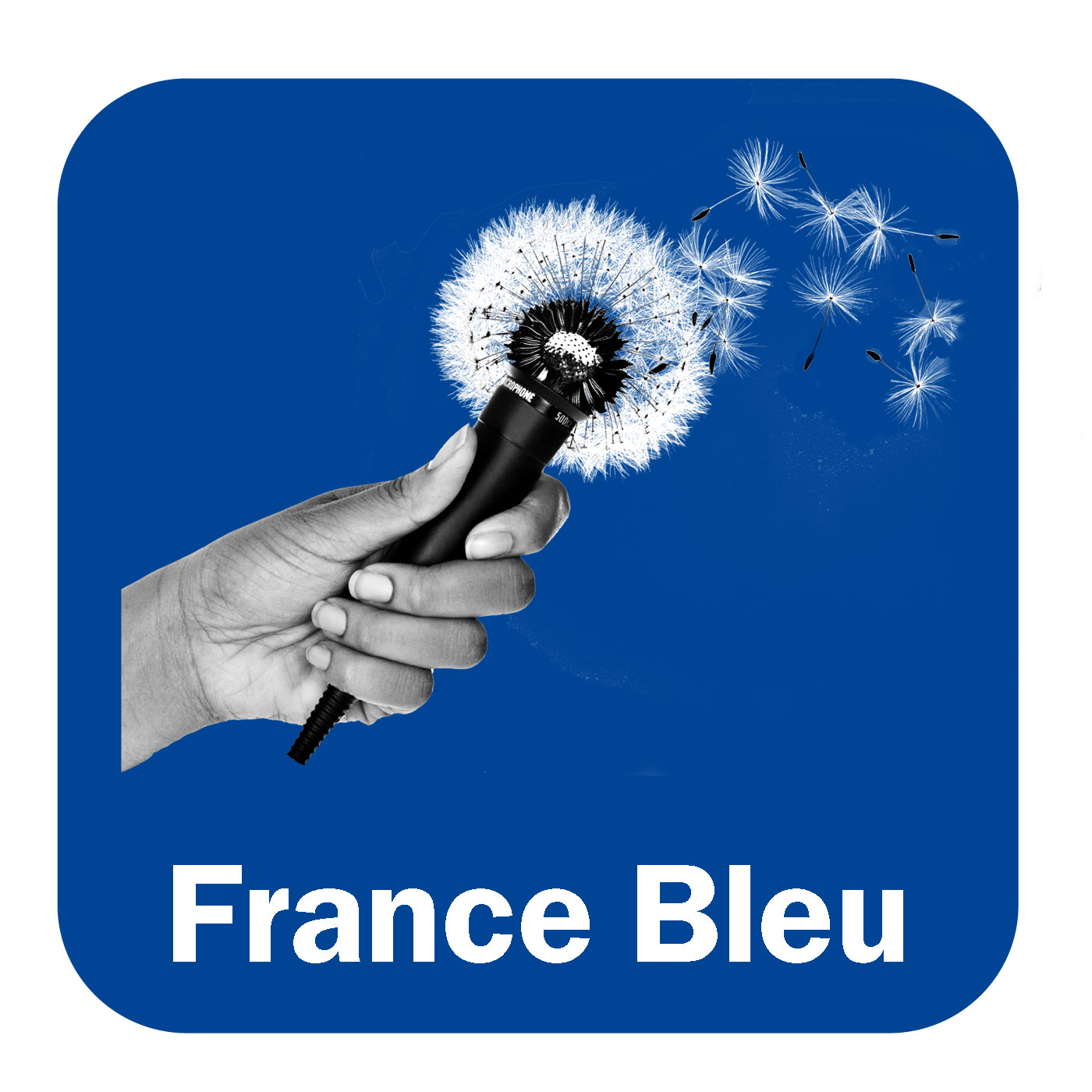 Ces plantes qui nous font du bien